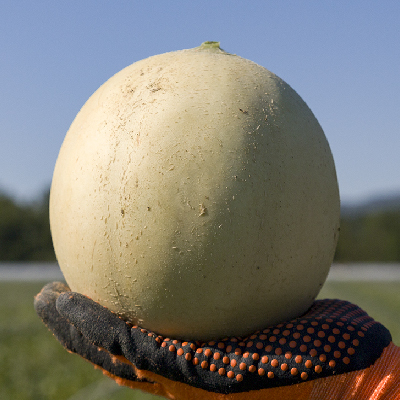 Melone Liscio Scelte per Te